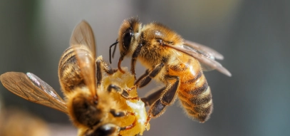 bees.jpg